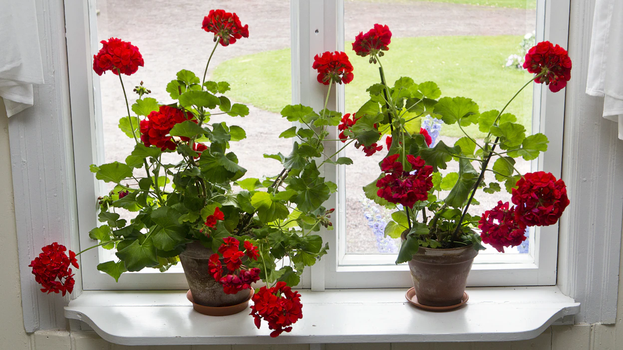Pelargonit sopivat puutarhan lisäksi ikkunalaudalle, jossa ne ovatkin varsin klassinen näky.