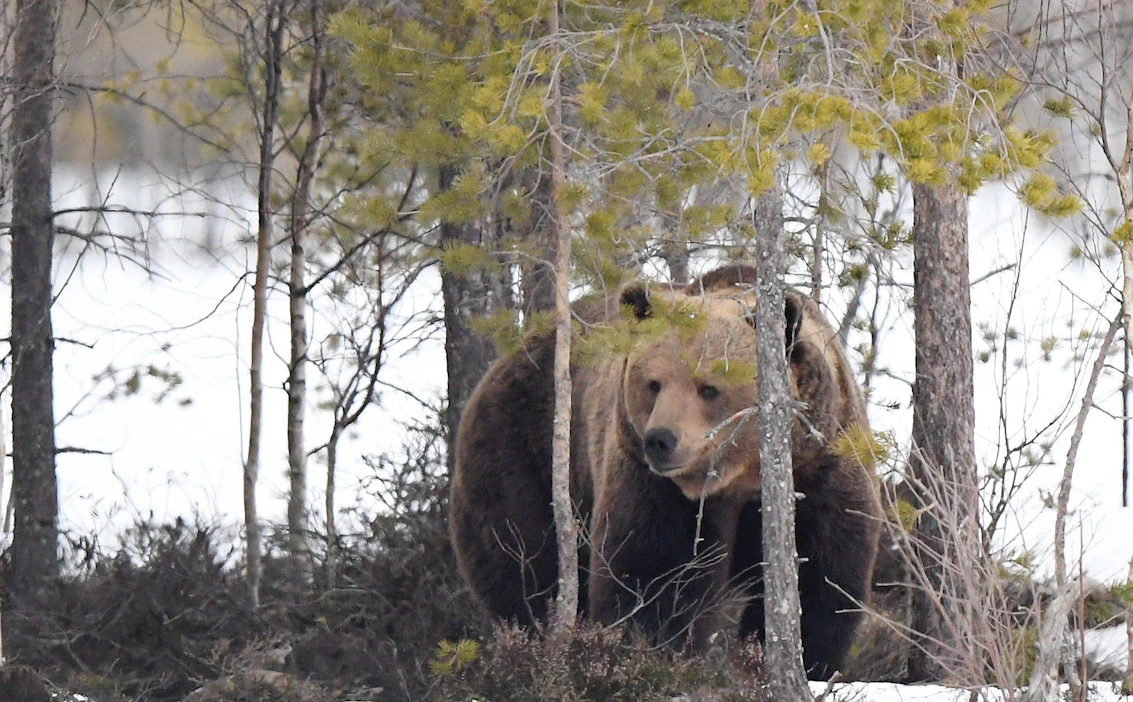 Oikeuden mukaan Lieksan alueella ei ole karhukannan liiallisesta kasvusta tai tihentymisestä johtuvaa ongelmaa, johon olisi puututtava. Kuvan karhu on kuvattu Kuhmossa. LEHTIKUVA / Jussi Nukari.