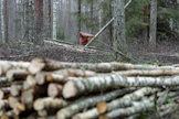 Talvi ja alkukevät ovat otollista aikaa polttopuun kaatamiseen. Aku Äijö kaataa ja kasaa männikön aluspuustona kasvaneita hieskoivuja polttopuuksi.