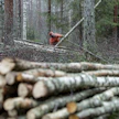 Metsäenergian käyttö rikkoi viime vuonna vanhat ennätykset.