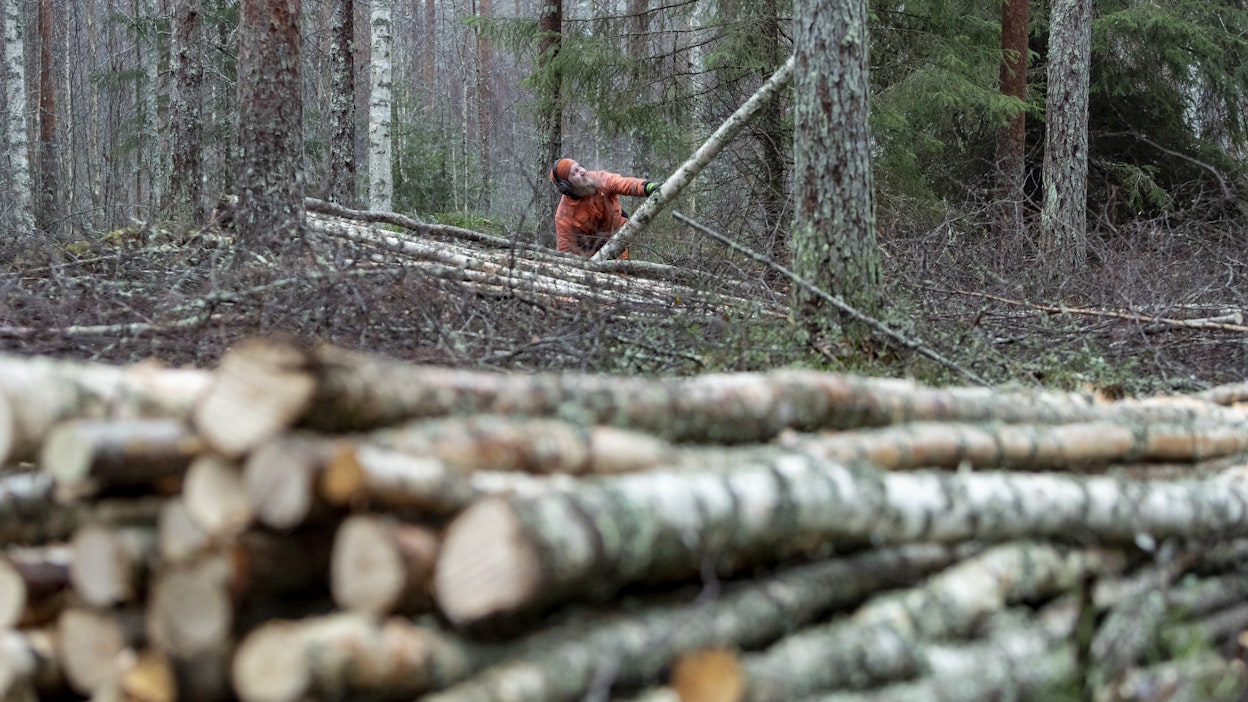 Talvi ja alkukevät ovat otollista aikaa polttopuun kaatamiseen. Aku Äijö kaataa ja kasaa männikön aluspuustona kasvaneita hieskoivuja polttopuuksi.
