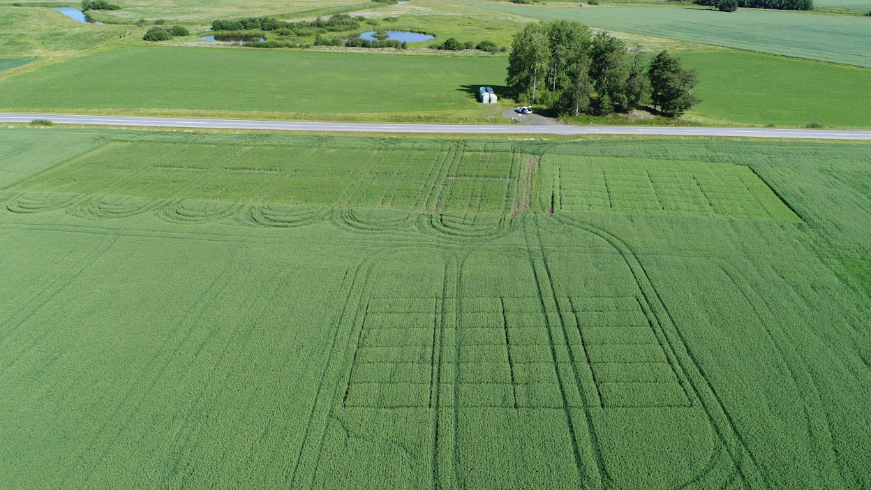 Luonnonvarakeskuksen biostimulanttikoe kolme viikkoa viimeisen ruiskutuksen jälkeen Jokioisilla viime kesänä. Kaurakoe etualalla ja hernekoe oikealla. Vasemmalla on rapsikoe, joka ei liity biostimulantteihin.