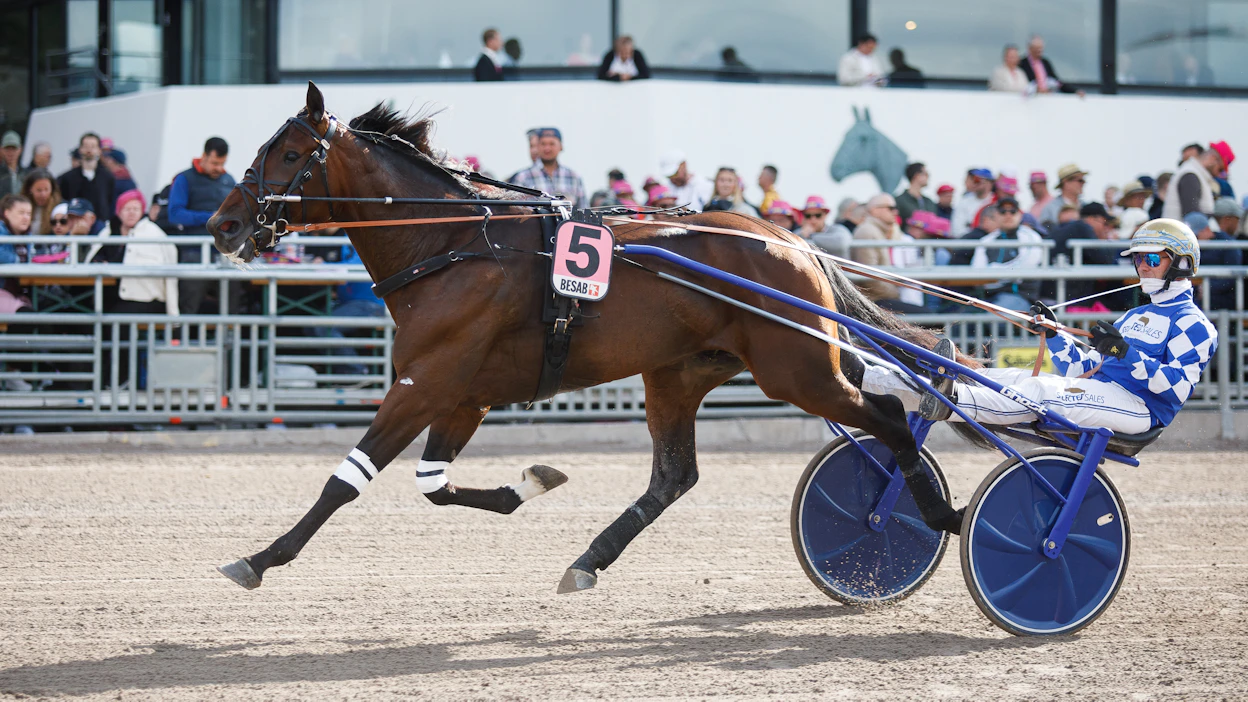 Bo Westergaard valmistautumassa Elitloppet-viikonloppunsa 2023 starttiin B.A.Superherolla, joka ei liity valmentajan saamiin tuomioihin.