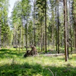 Koneen Säätiö mukaan sen tavoitteena on monipuolistaa metsään liittyvää ymmärrystä.