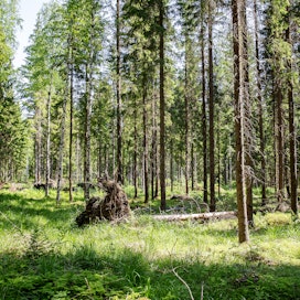 Edunvalvonta nojaa metsänomistajien näkemyksiin, Kalle Karttunen kirjoittaa. 