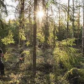 Nurmijärveläinen metsätilan osakas Touko Hyvämäki tarkastelee harvennettua sekametsää. Koivuja näkyy kuusten taustalla.