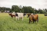 Laidunnuksella on monia hyötyjä myös eläinten hyvinvoinnin kannalta. Se parantaa esimerkiksi sorkka- ja jalkaterveyttä sekä hormonitoimintaa. Arkistokuva. 