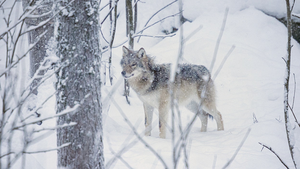 Susi Ranuan eläinpuistossa.