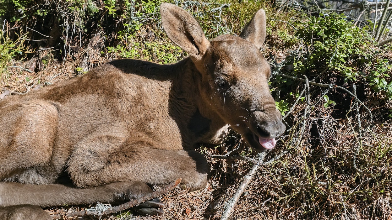 Vasojen määrässä havaittiin suuria alueellisia eroja. Kuvituskuva.