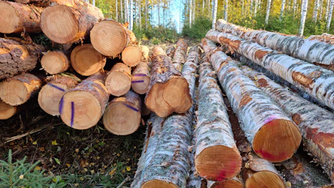 Mäntytukin keskikantohinta nousi viime viime viikolla, mutta koivutukin laski.