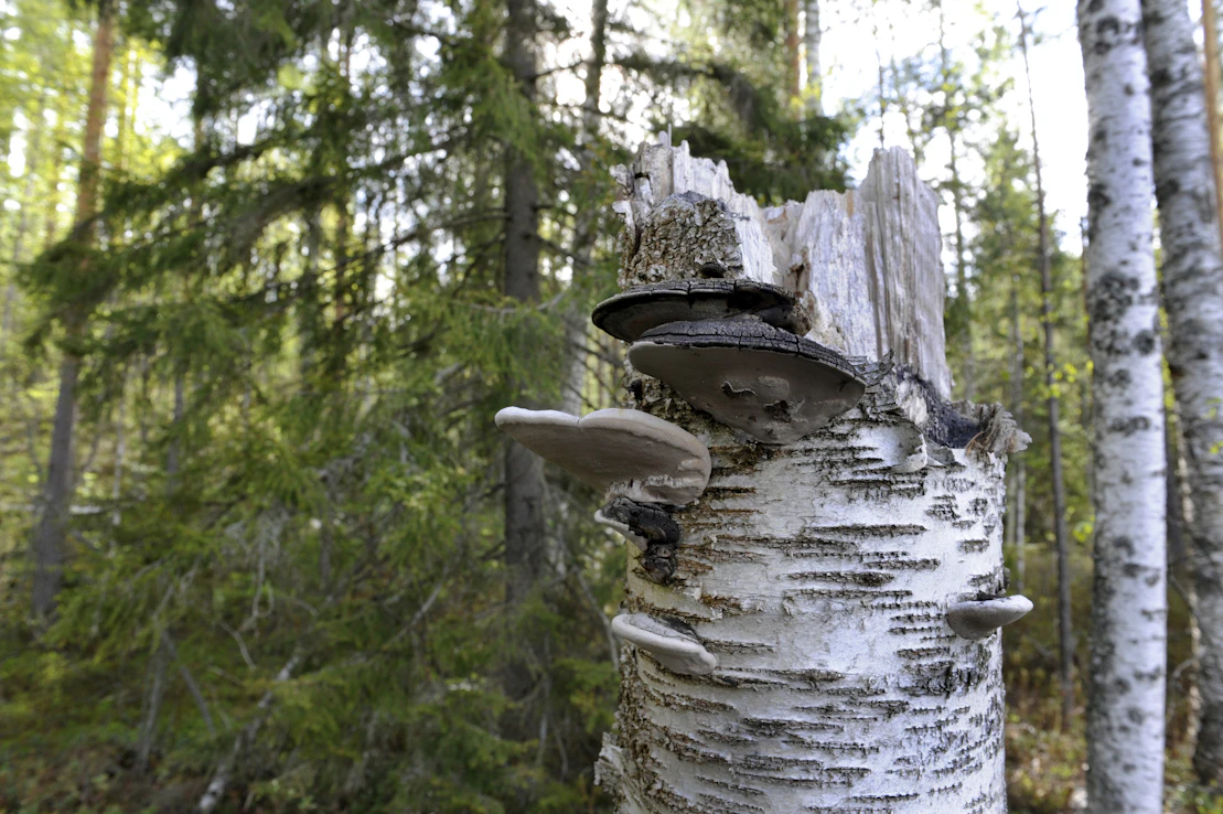 Tämä  paljon lahopuuta sisältävä metsä on suojeltu Metson kautta.