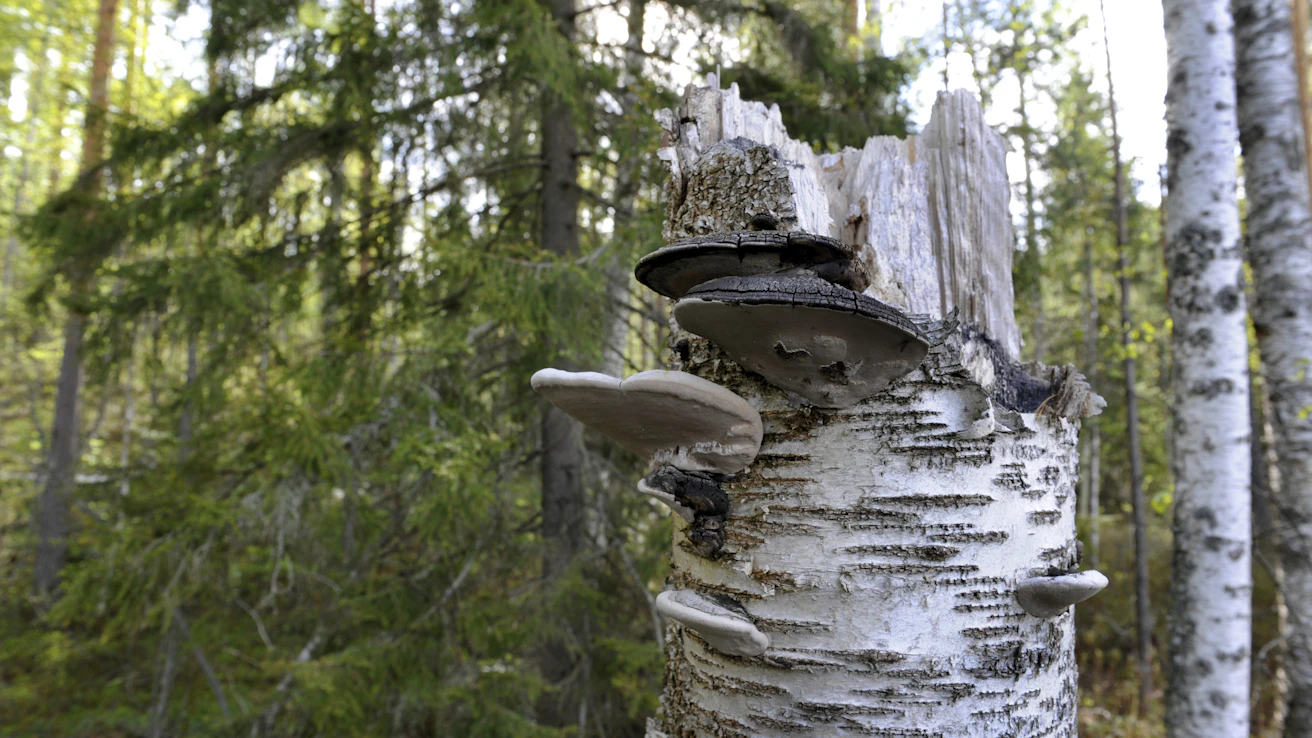 Tämä paljon lahopuuta sisältävä metsä on suojeltu Metson kautta.