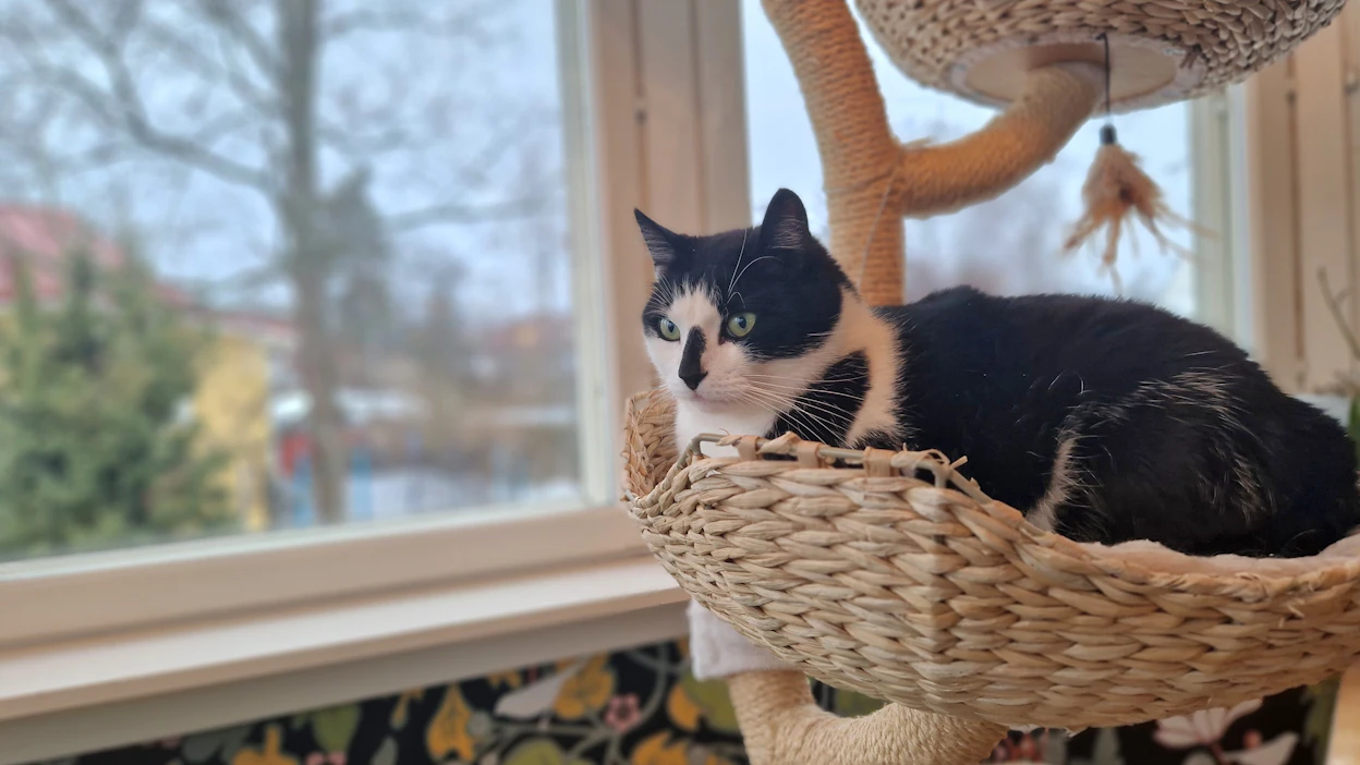 Sisälle merkkailevaa kissaa kannattaa aktivoida ja järjestää sille lisää piilo- ja kiipeilypaikkoja, eläinlääkäri Tiiu Järvensivu vinkkaa. Kuvassa Juksu.