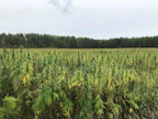 Jyväs-Hamppu nappasi Vuoden lähiruokateko -palkinnon.