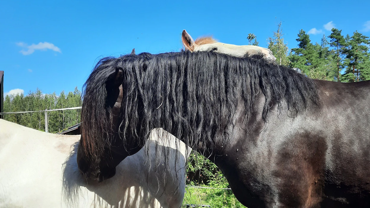 Katariina Virtalan poni ja hevonen joutuivat suden hyökkäyksen kohteeksi perjantaina.