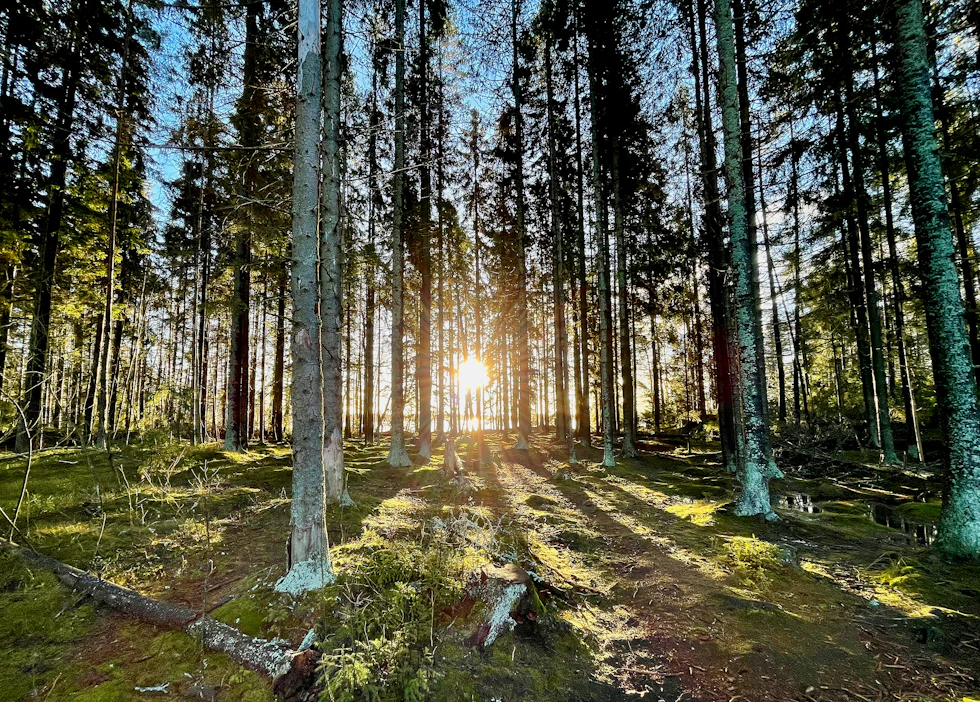 ”Tammikuun loppu ja tältä näyttää Littoisissa, Kaarinassa. Eipä heti uskoisi, kun näitä kuvia katsoo”, kirjoitti MT:n lukija Juhani Peltonen lähettämänsä kuvan saatesanoiksi.