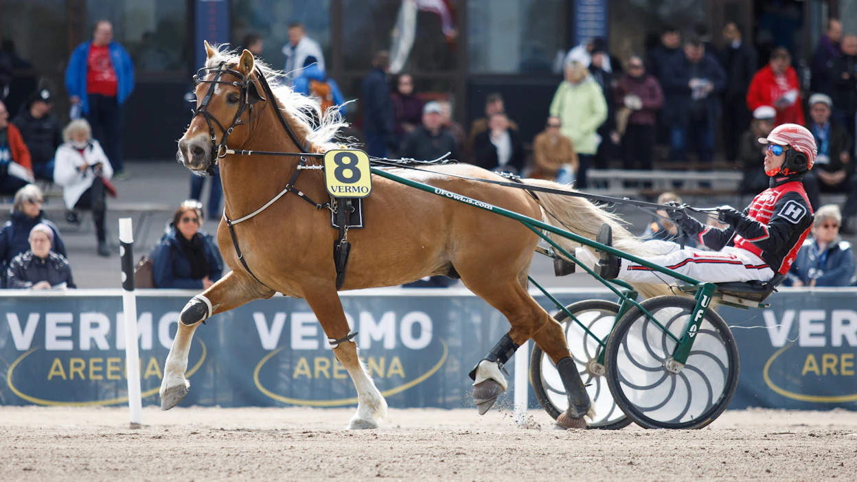 Matti Patrosen valmentamalla ja omistamalla upealla Merran Roihulla riittää kysyntää siitokseen koko Suomen alueella, ja ori meneekin täksi kaudeksi pohjoiseen.