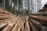 Metsä Group maksaa omistajajäsenilleen bonusta talven puukaupoista.