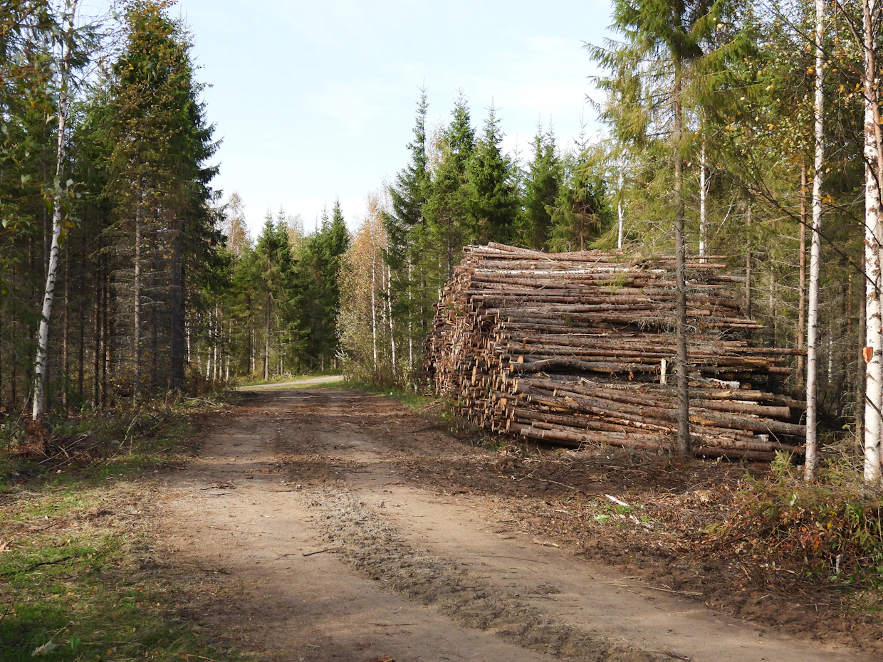 Pula lappilaisesta ainespuusta kurittaa metsäteollisuutta arviolta noin 20 vuoden kuluttua.