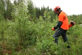 Metsurit tekevät nykyisin pääosin raivaussaha- ja istutustyötä.