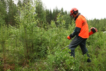 Metsurit tekevät nykyisin pääosin raivaussaha- ja istutustyötä.