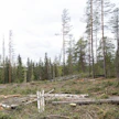 Kirjoittaja kannustaa tutustumaan avohakattuun alueeseen ja sen eliöstöön. Kuvituskuva.