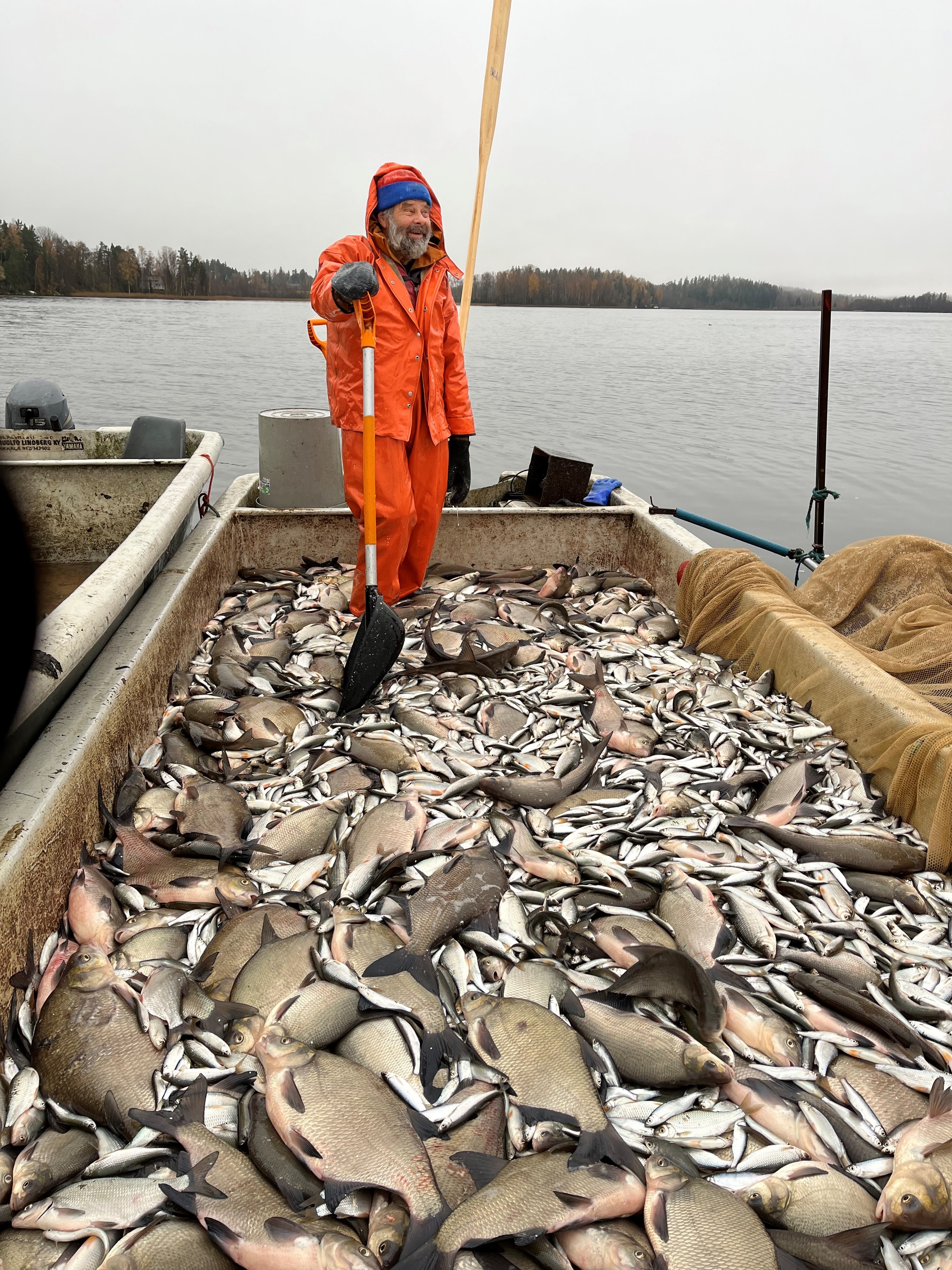 Rehevät järvet tuottaa särkikalaa sellaisia määriä, että raaka-aine ei helposti lopu. 