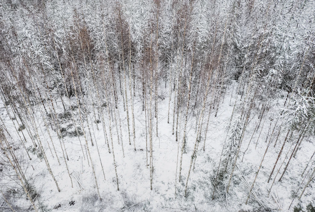 Korkojen nousu alkoi viime vuonna jarruttaa metsärahastojen kiinnostusta metsätilakauppoihin.