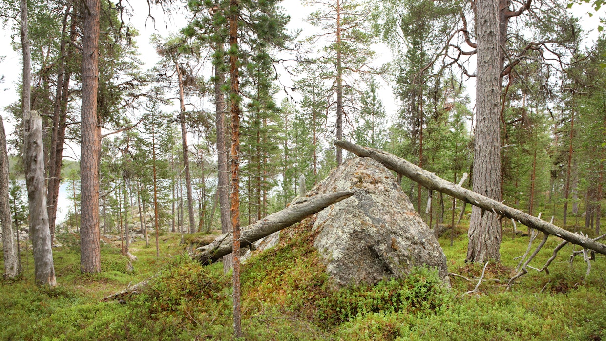 Luonnonperintösäätiön Pelastetaan Ylä-Lapin ikimetsät -kampanja pyrkii suojeleman saamelaisten kotiseutualueella sijaitsevia Euroopan viimeisiä luonnonmetsiä. 