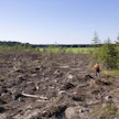 EU:n metsäaloitteet kohdistuvat täydellä painolla Suomeen, jossa metsiin perustuva talous on tärkeällä sijalla.