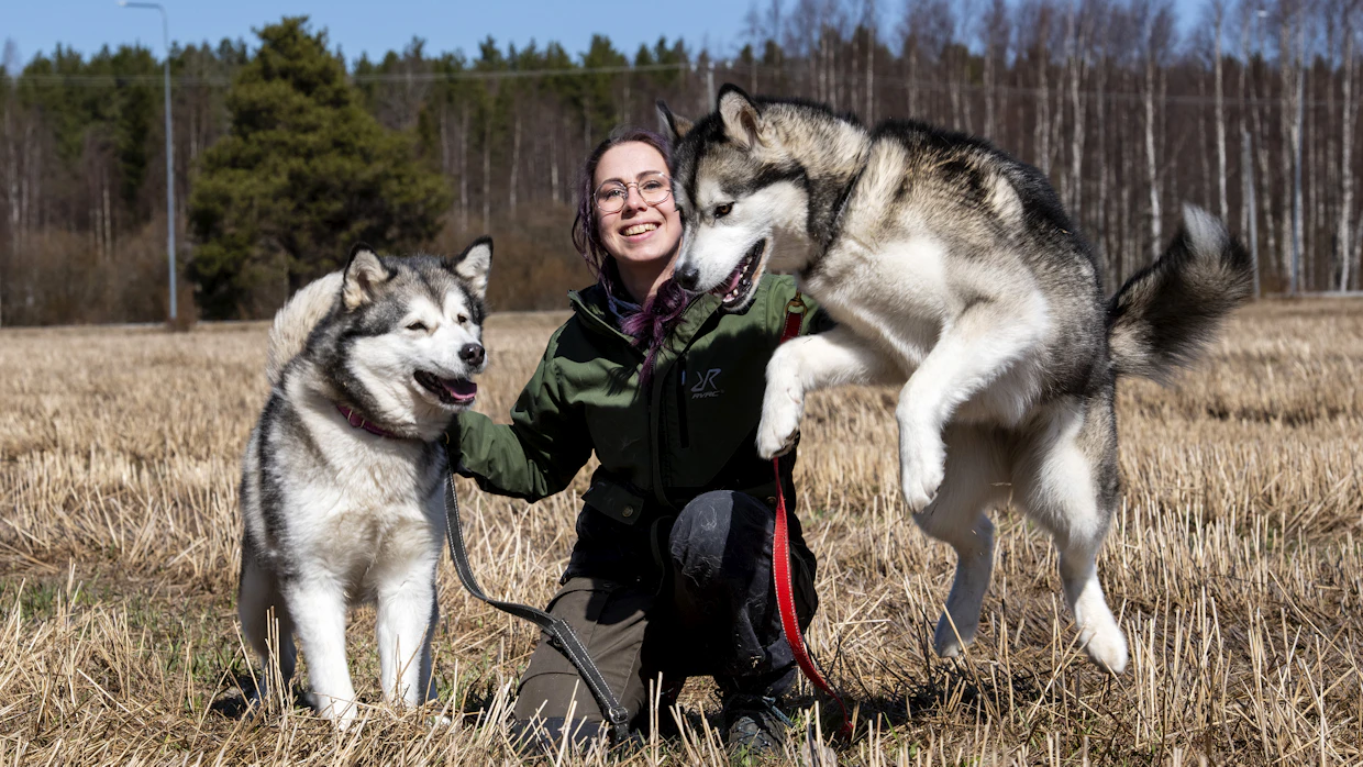 Noora Yli-Jylhän arki on maitotilan töiden lisäksi aktiivista erilaisten liikuntaharrastusten parissa. Alaskanmalamuuttien Sinjan ja Divan kanssa treenaaminen sujuu nykyisin ilman kipuja.