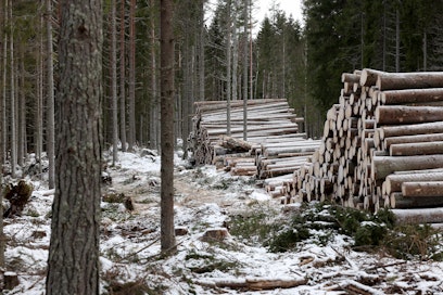 Metsien kestävä hakkuumäärä on reilussa 80 miljoonassa kuutiossa vuodessa.