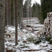 Metsien kestävä hakkuumäärä on reilussa 80 miljoonassa kuutiossa vuodessa.
