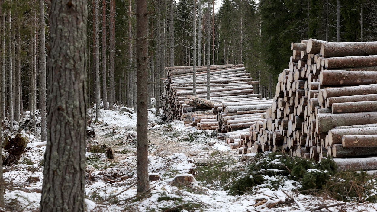 Metsien kestävä hakkuumäärä on reilussa 80 miljoonassa kuutiossa vuodessa.