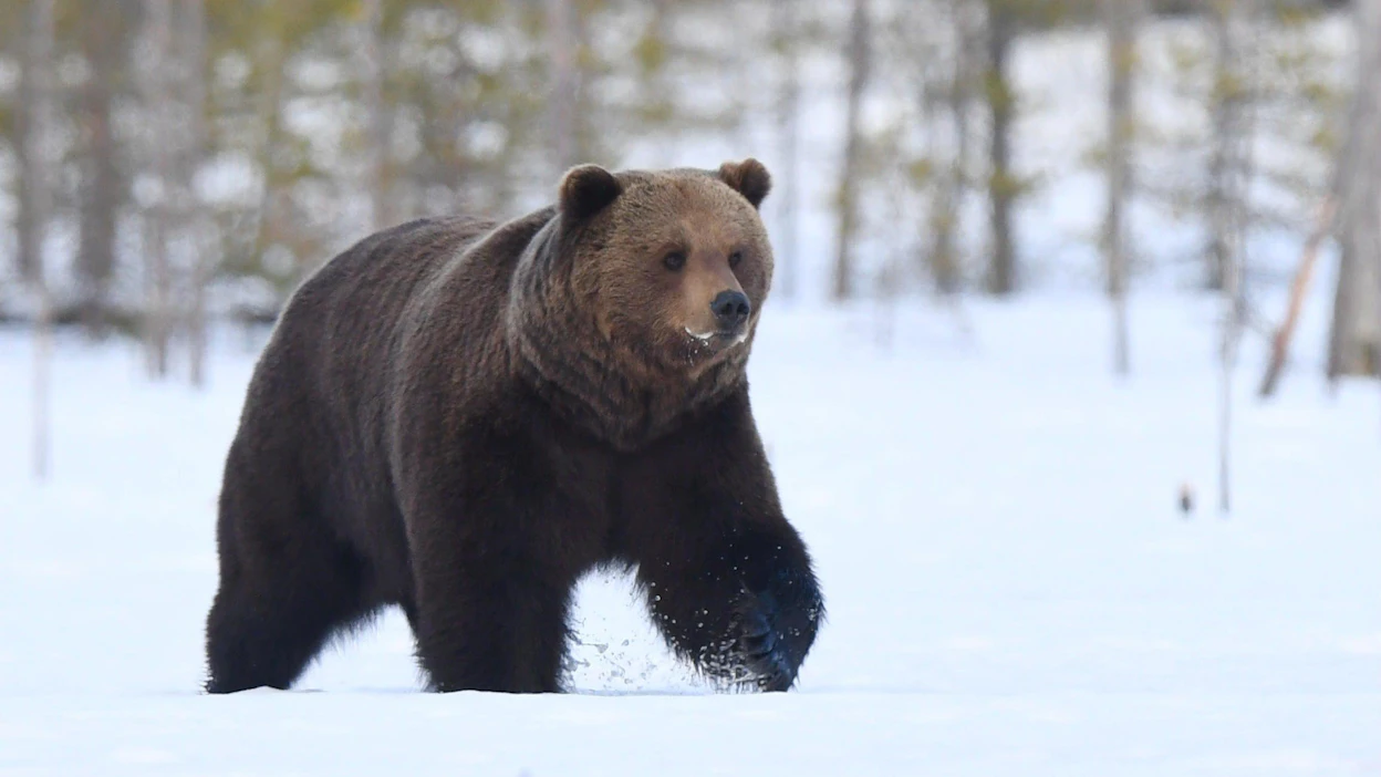 Talviunilta herännyt karhu kuvattuna Kuhmon rajavyöhykkeellä kevättalvella 2020. LEHTIKUVA / Jussi Nukari.