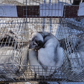 Eläinsuojelujärjestöt ajavat turkistarhauksen lopettamista Suomesta ja koko EU:sta.