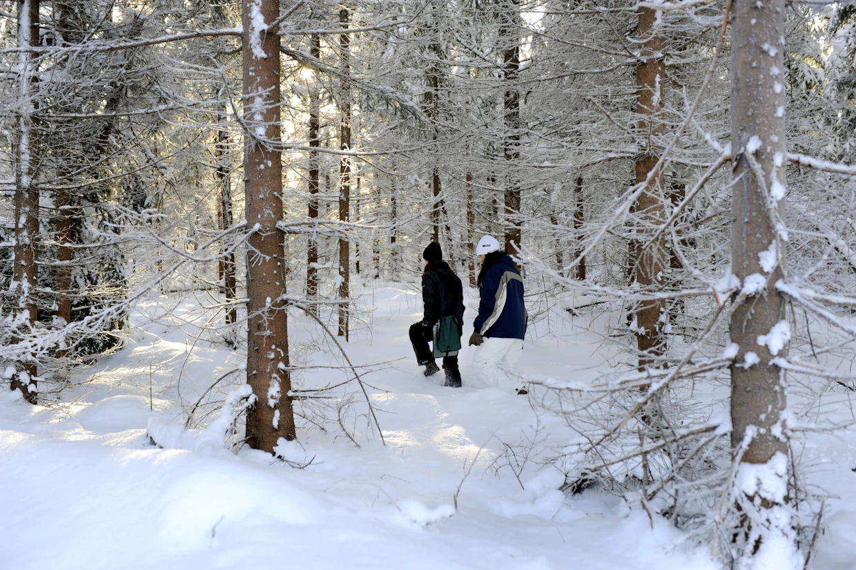 Puukaupat ovat onnistuneet parhaiten metsänhoitoyhdistyksen avustuksella.