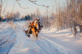 Suomenhevonen työssään. Kuvituskuva.