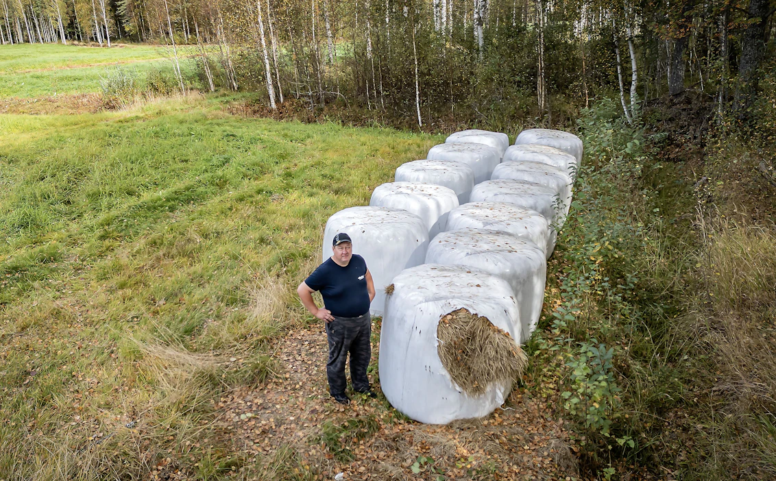 Karhut ovat käyneet käpälöimässä Pertti Katajamäen rehupaaleja jo useaan otteeseen. Kun rehupaalin muovi rikkoutuu, paalista tulee käyttökelvoton.