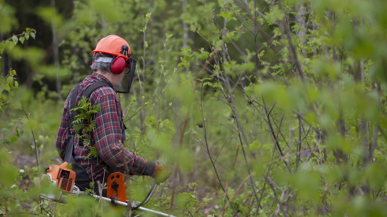 Taimikonhoidon ja nuoren metsän tuet riittänevät tänä vuonna vain alkuvuonna jätettyihin hakemuksiin.