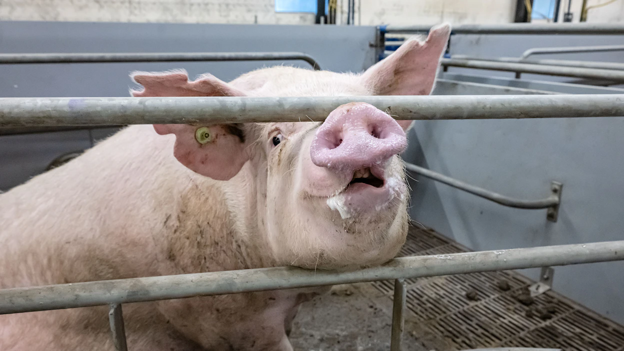 Suomen lähimaissa leviävät vakavat eläintaudit korostavat bioturvallisuuden merkitystä. Arkistokuva.