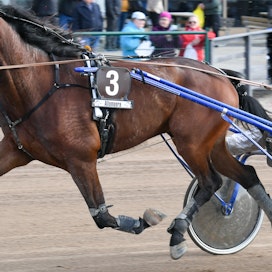 Amazing Player avasi nelivuotiskautensa Seinäjoki Racen kovatasoisessa nelivuotislähdössä. Ohjissa oli Jarmo Saarela.