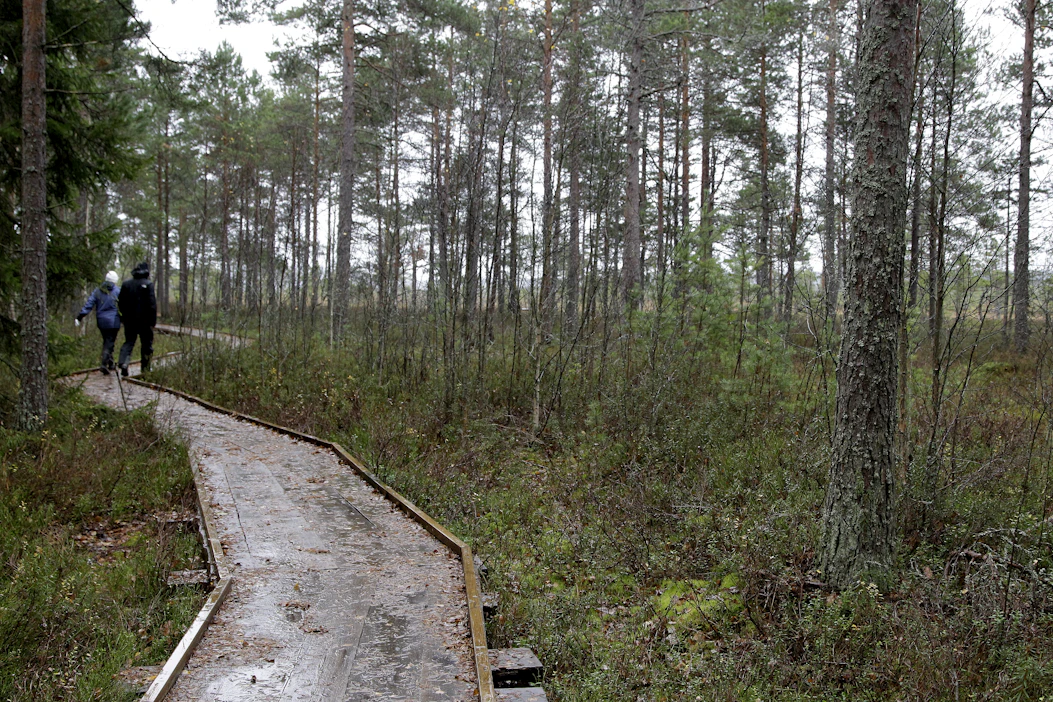 Levennettyjä pitkospuita pääsee kulkemaan myös pyörätuolilla ja lastenvaunujen kanssa. Kuva Torronsuon kansallispuistosta.