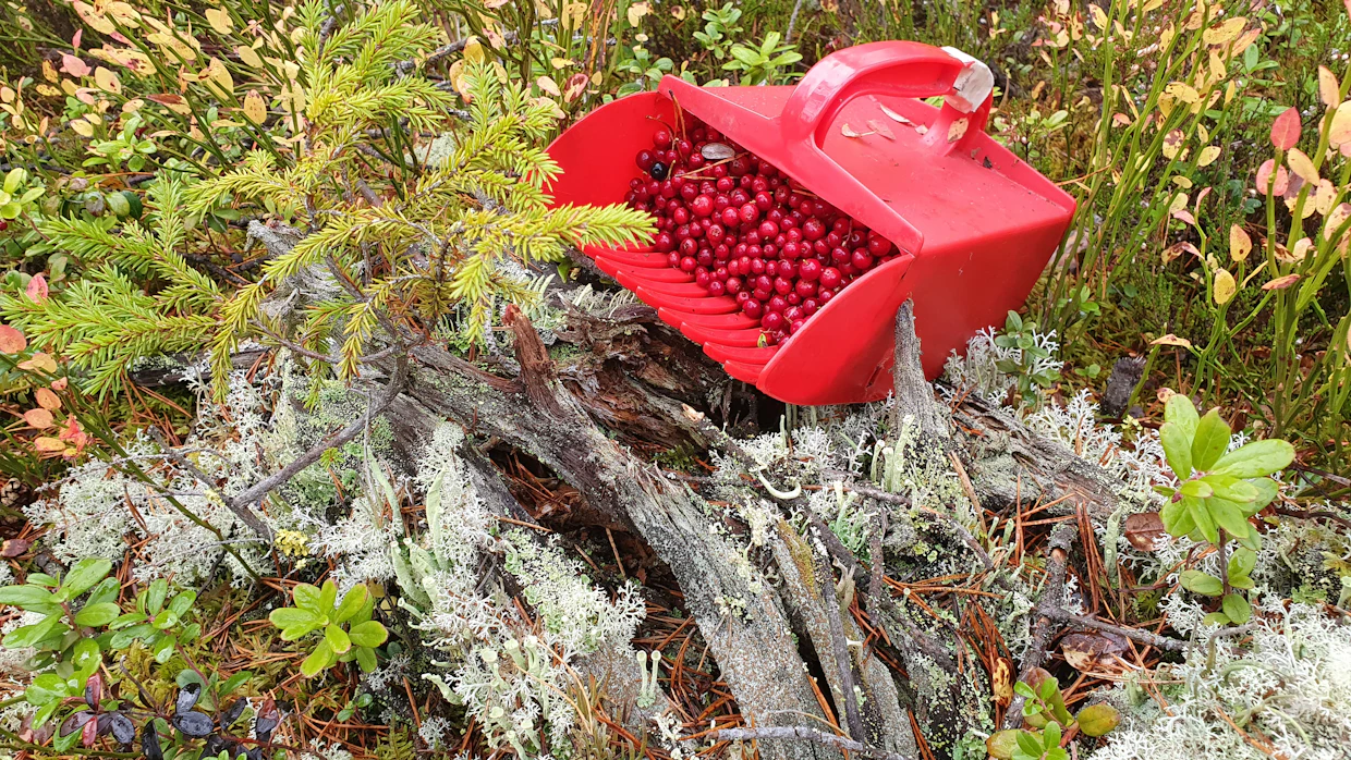 Eläkeläiset arvostavat metsän tarjoamia luonnonantimia.