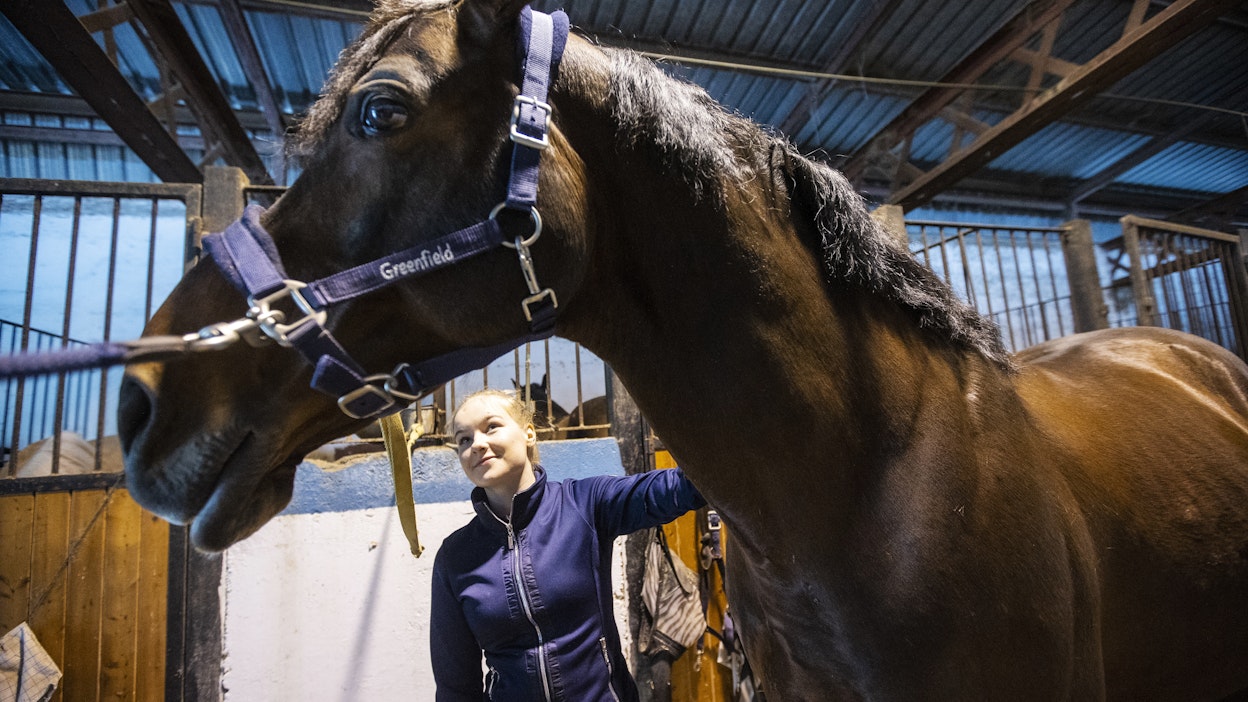 Espanjan Doloresissa sijaitsevalla tallilla asuu talven ja kevään treenikauden ajan Mila Pietarilan perheen kaksi puoliveristä tanskalaista hevosta Dale, 12, ja Hesu, 15, sekä kolme kilpaponia.