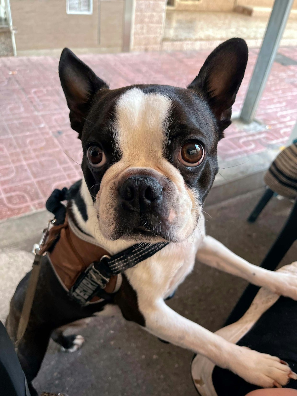 ”Olisiko mitenkään mahdollista saada jotain pientä purtavaa?”