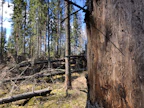 Kirjanpainaja on kaarnakuorianen, joka tekee tuhojaan kuusikoissa. Kuvassa kirjanpainajan kaivertama kuusi Orimattilassa.