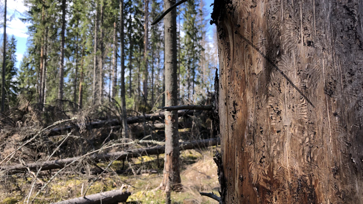 Kirjanpainaja on kaarnakuorianen, joka tekee tuhojaan kuusikoissa. Kuvassa kirjanpainajan kaivertama kuusi Orimattilassa.