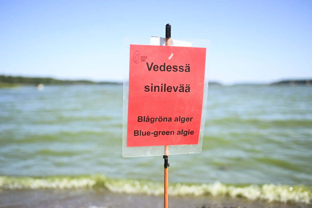 Sinileväkukintojen muodostumisriski on suuri Suomenlahdella, Saaristomerellä sekä Selkämeren etelä- ja keskiosissa. Kuva heinäkuulta 2024. LEHTIKUVA / MIKKO STIG .