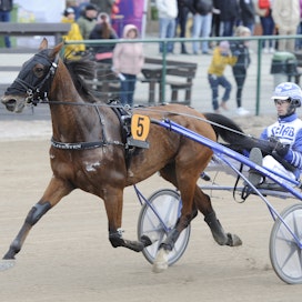 32-vuotias Daniel Wäjersten aloitti oman tallin pidon vuoden 2017 lopulla. Viime vuonna tallin hevoset juoksivat lähemmäs 12 miljoonaa kruunua palkintorahoja.